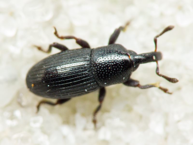 Melanobaris dalmatina (H. Brisout, 1870)